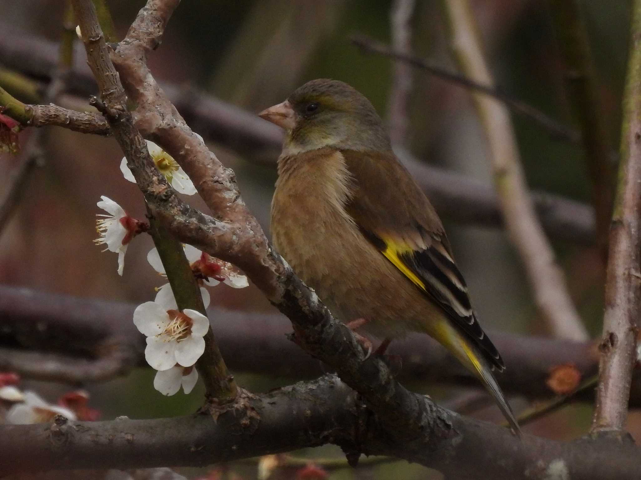 春日井市都市緑化植物園 カワラヒワの写真 by よつくん