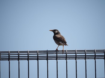 White-cheeked Starling 茅ヶ崎市 Wed, 3/17/2021