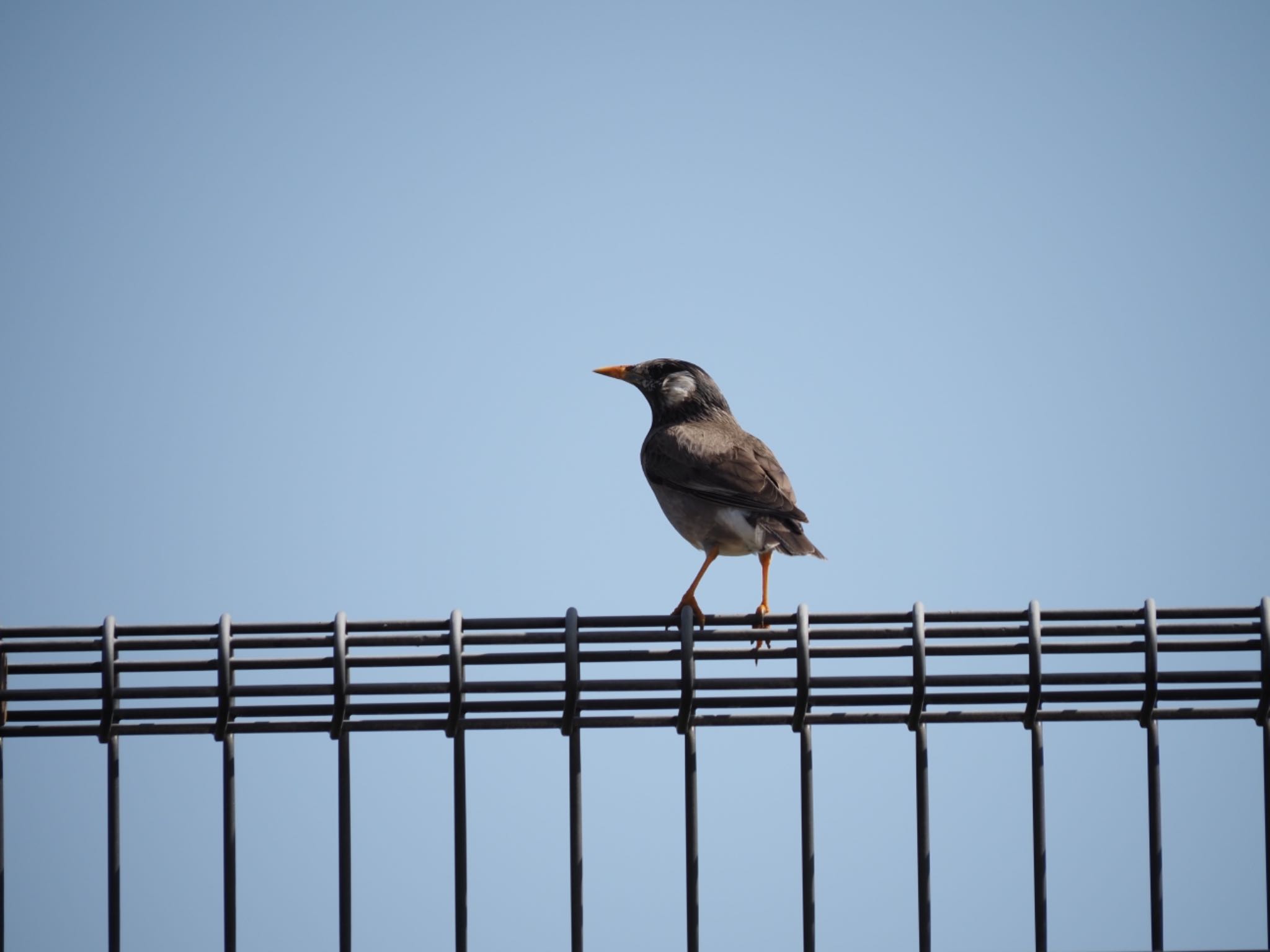 White-cheeked Starling