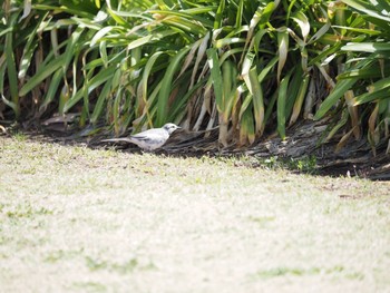 White Wagtail 茅ヶ崎市 Wed, 3/17/2021