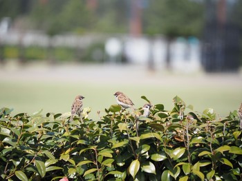 スズメ 茅ヶ崎市 2021年3月17日(水)