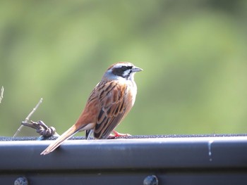 Meadow Bunting 茅ヶ崎市 Wed, 3/17/2021