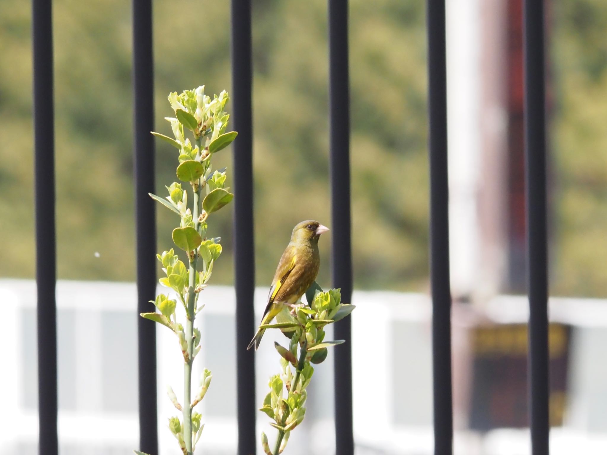 Photo of Grey-capped Greenfinch at 茅ヶ崎市 by 大福