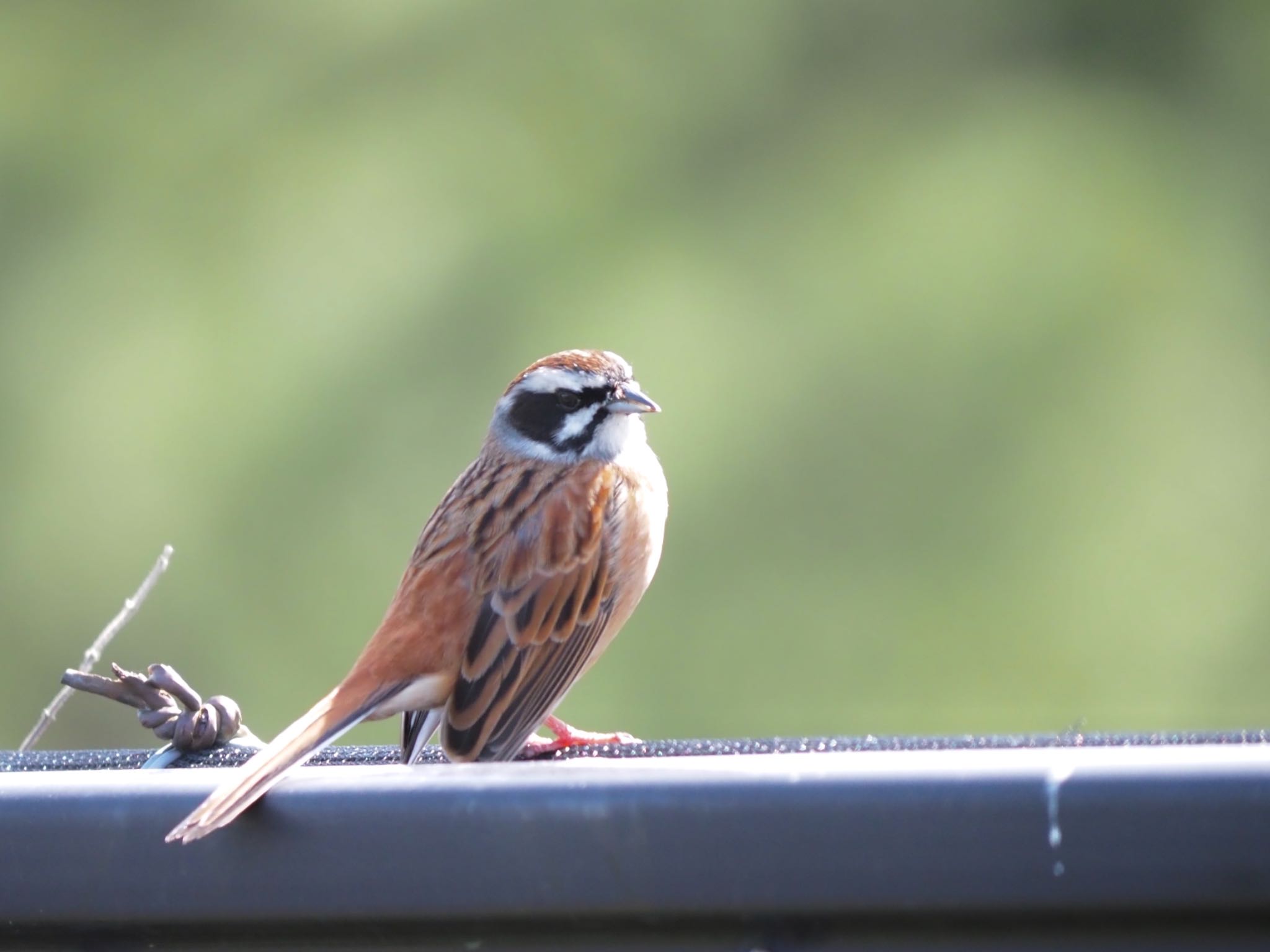 Photo of Meadow Bunting at 茅ヶ崎市 by 大福