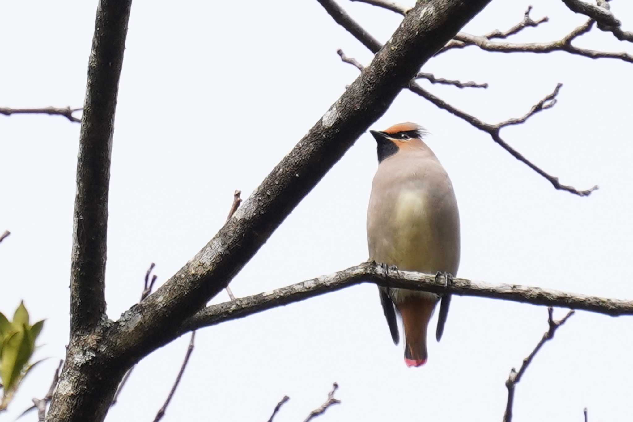 Photo of Japanese Waxwing at 京都府立植物園 by nearco