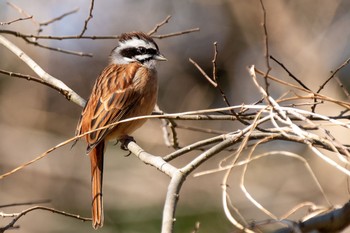 Sun, 3/14/2021 Birding report at Kitamoto Nature Observation Park