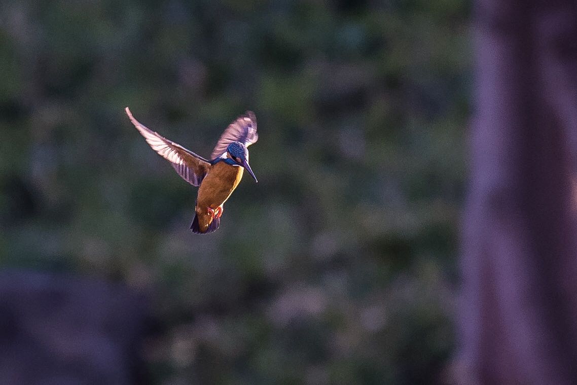 Photo of Common Kingfisher at  by 下川聖史