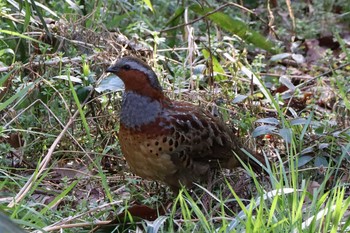 2021年3月17日(水) こども自然公園 (大池公園/横浜市)の野鳥観察記録