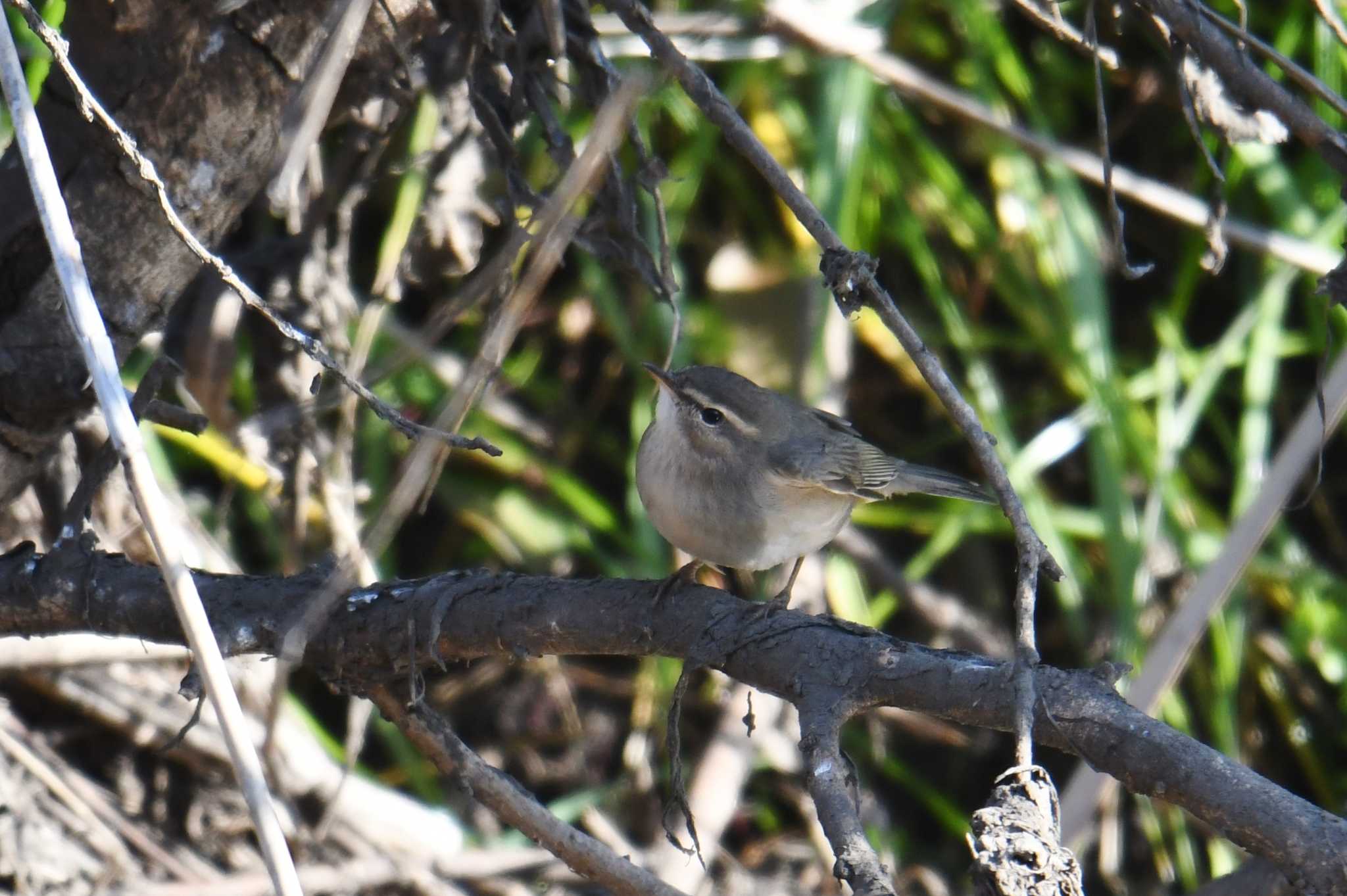 Photo of Dusky Warbler at Nogawa by あひる