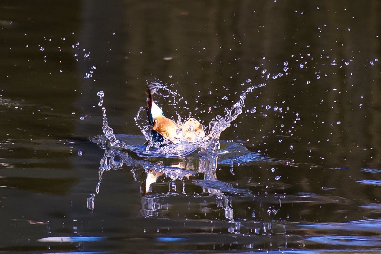 Photo of Common Kingfisher at  by 下川聖史