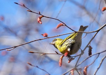 マヒワ 埼玉県東松山市 2021年3月15日(月)