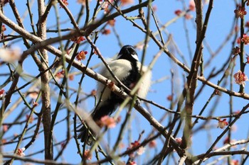 シジュウカラ こども自然公園 (大池公園/横浜市) 2021年3月17日(水)