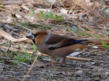 Hawfinch 芝川第一調節池(芝川貯水池) Wed, 3/17/2021