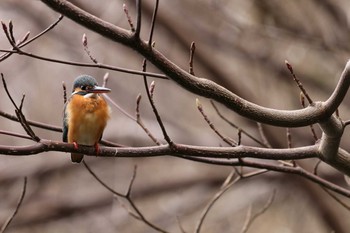 カワセミ 井の頭公園 2021年3月7日(日)