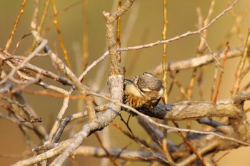 Unknown Species 守谷市 Wed, 3/17/2021