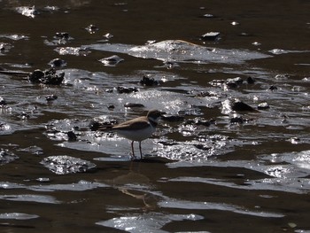 Little Ringed Plover Kasai Rinkai Park Wed, 3/17/2021