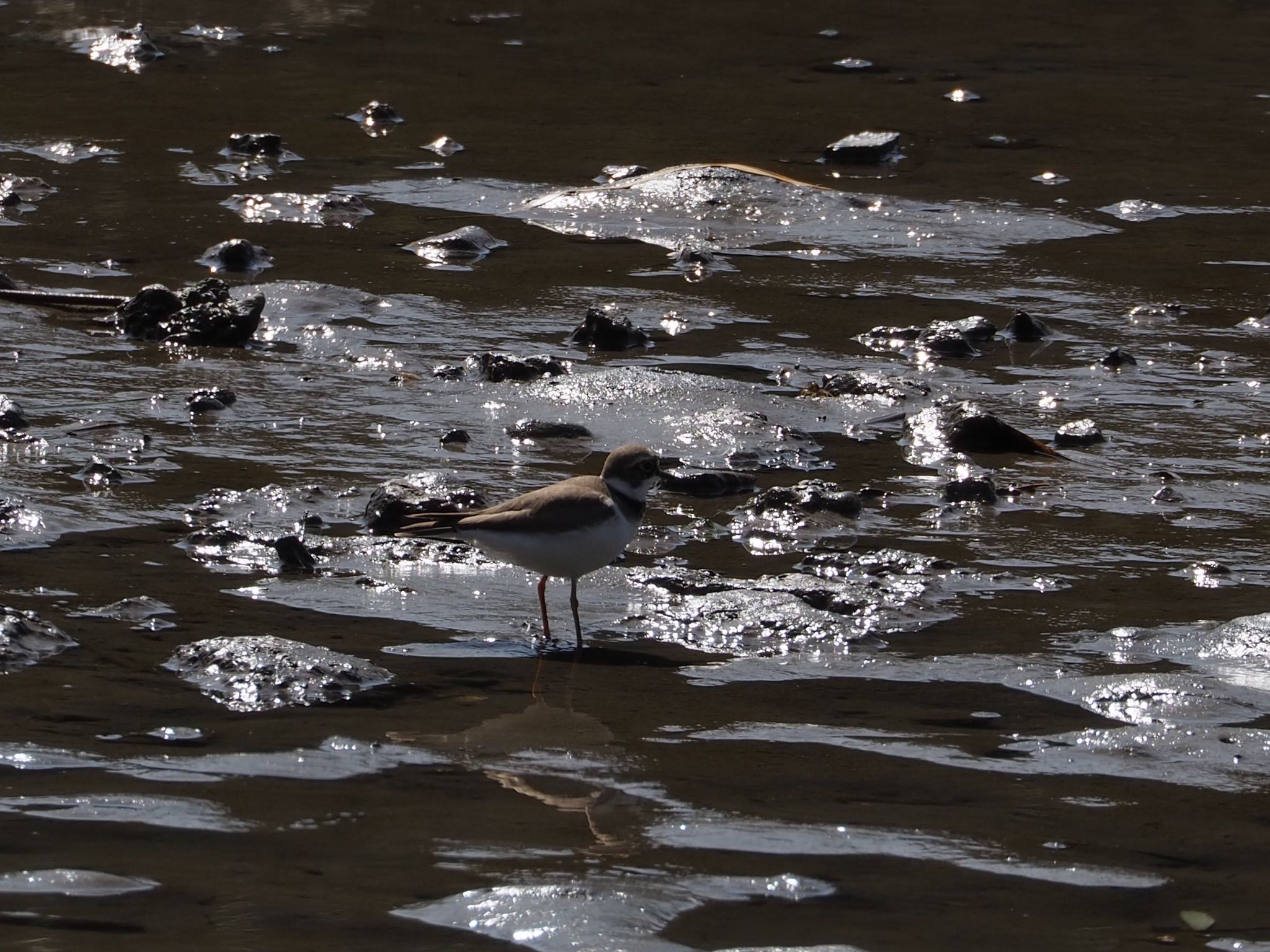 Little Ringed Plover