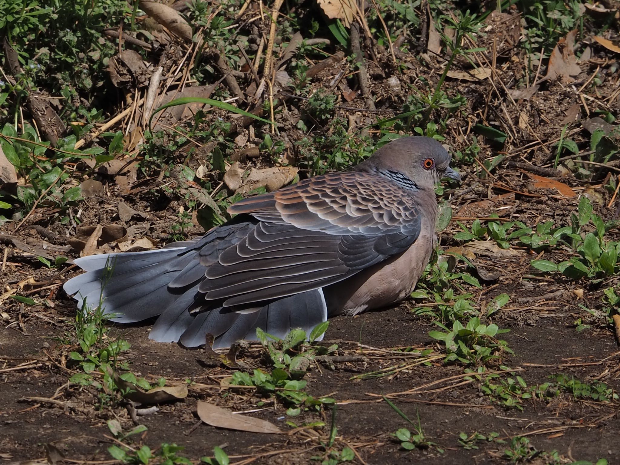 Oriental Turtle Dove