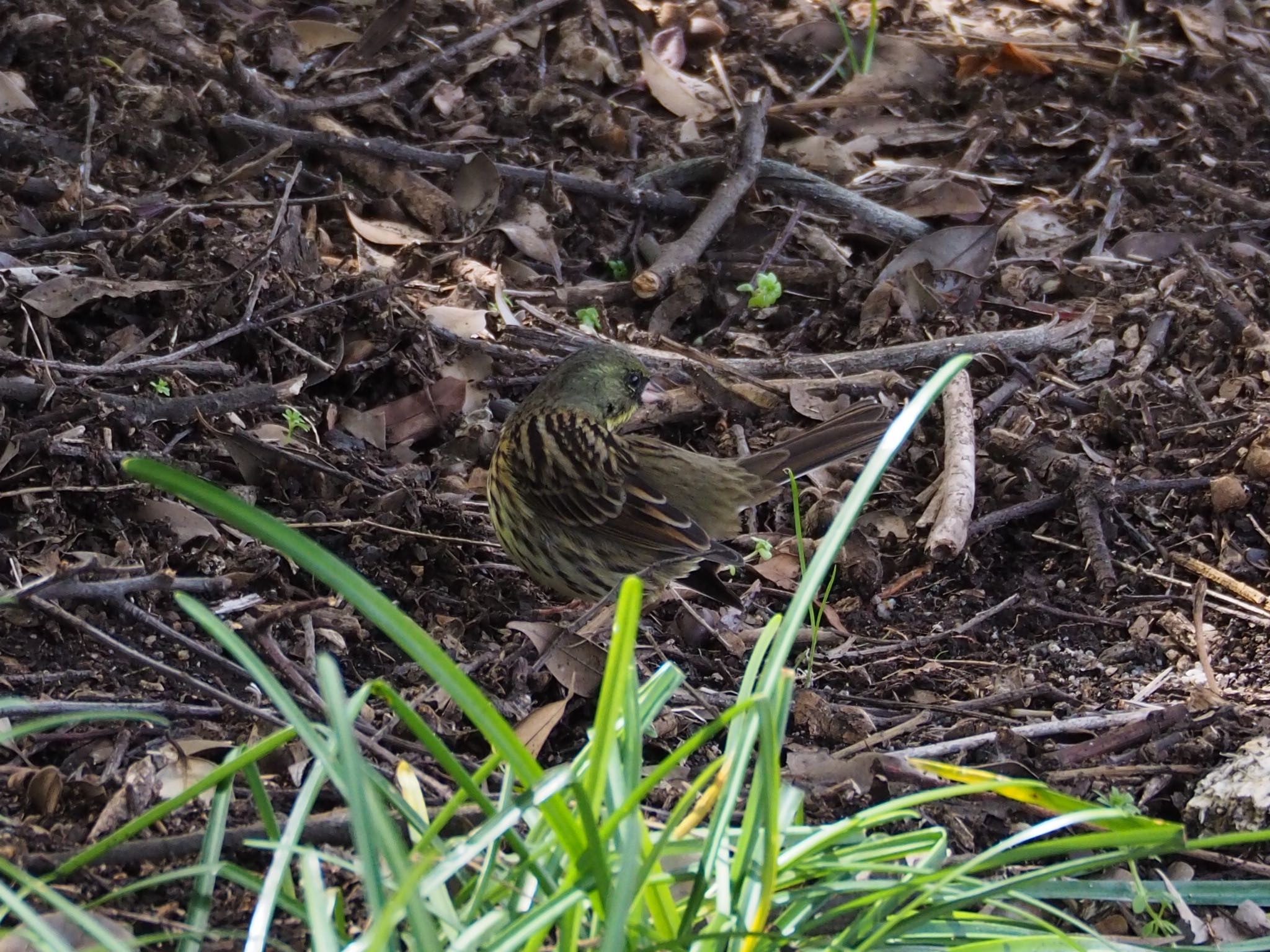 Photo of Masked Bunting at Kasai Rinkai Park by もさこ