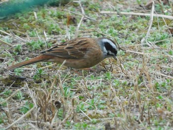 Meadow Bunting Kitamoto Nature Observation Park Sat, 3/6/2021