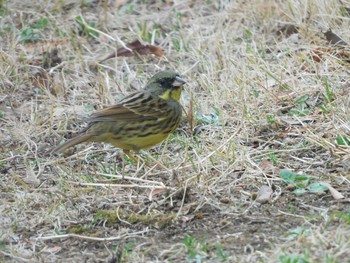 アオジ 北本自然観察公園 2021年3月6日(土)