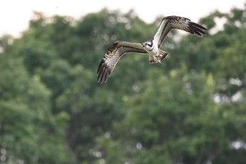 2020年8月15日(土) 岐阜県の野鳥観察記録