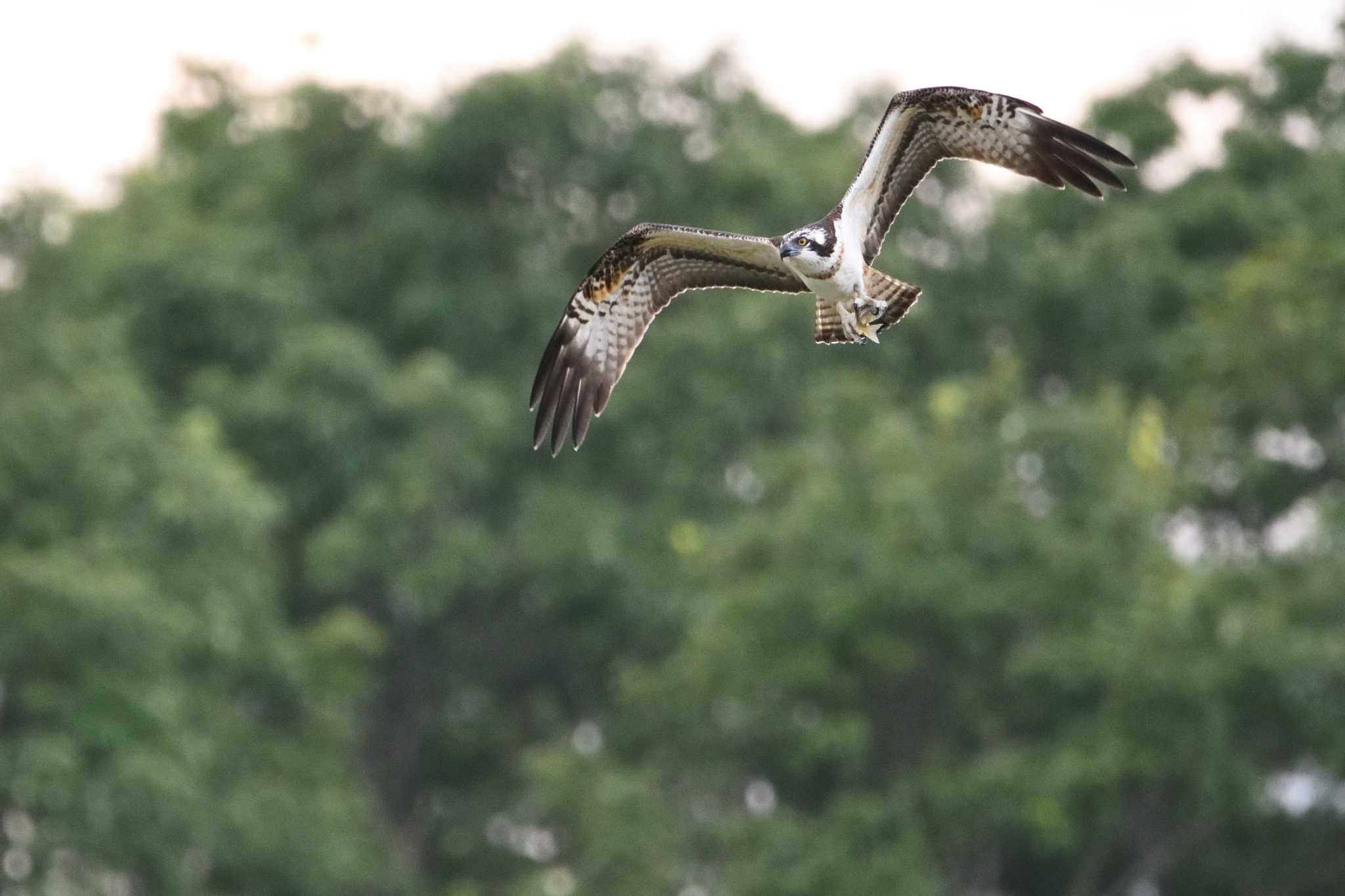 Osprey