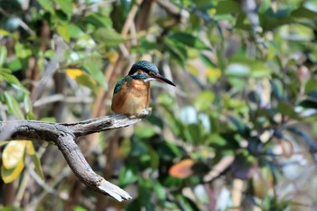 Common Kingfisher 行徳野鳥保護区 Thu, 3/4/2021