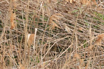 Common Reed Bunting 行徳野鳥保護区 Sun, 3/7/2021