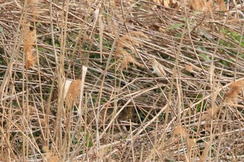 オオジュリン 行徳野鳥保護区 2021年3月7日(日)