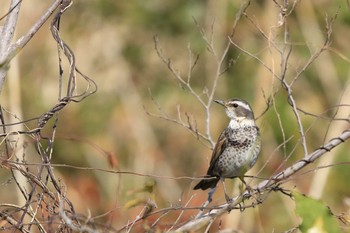 Dusky Thrush 行徳野鳥保護区 Mon, 3/1/2021