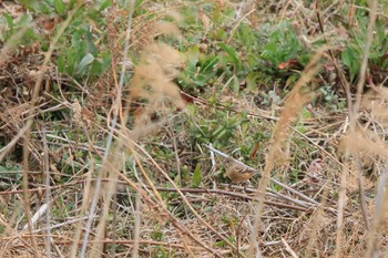 Siberian Long-tailed Rosefinch 行徳野鳥保護区 Sun, 3/7/2021