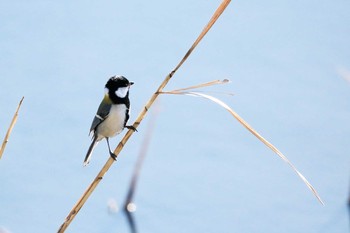 シジュウカラ 行徳野鳥保護区 2021年3月15日(月)