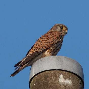 Common Kestrel 東京都 Tue, 3/26/2019