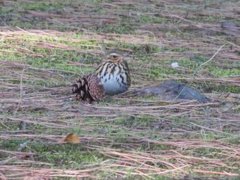 Olive-backed Pipit 岡山市後楽園 Unknown Date