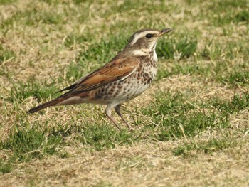 2021年3月16日(火) 新横浜公園の野鳥観察記録