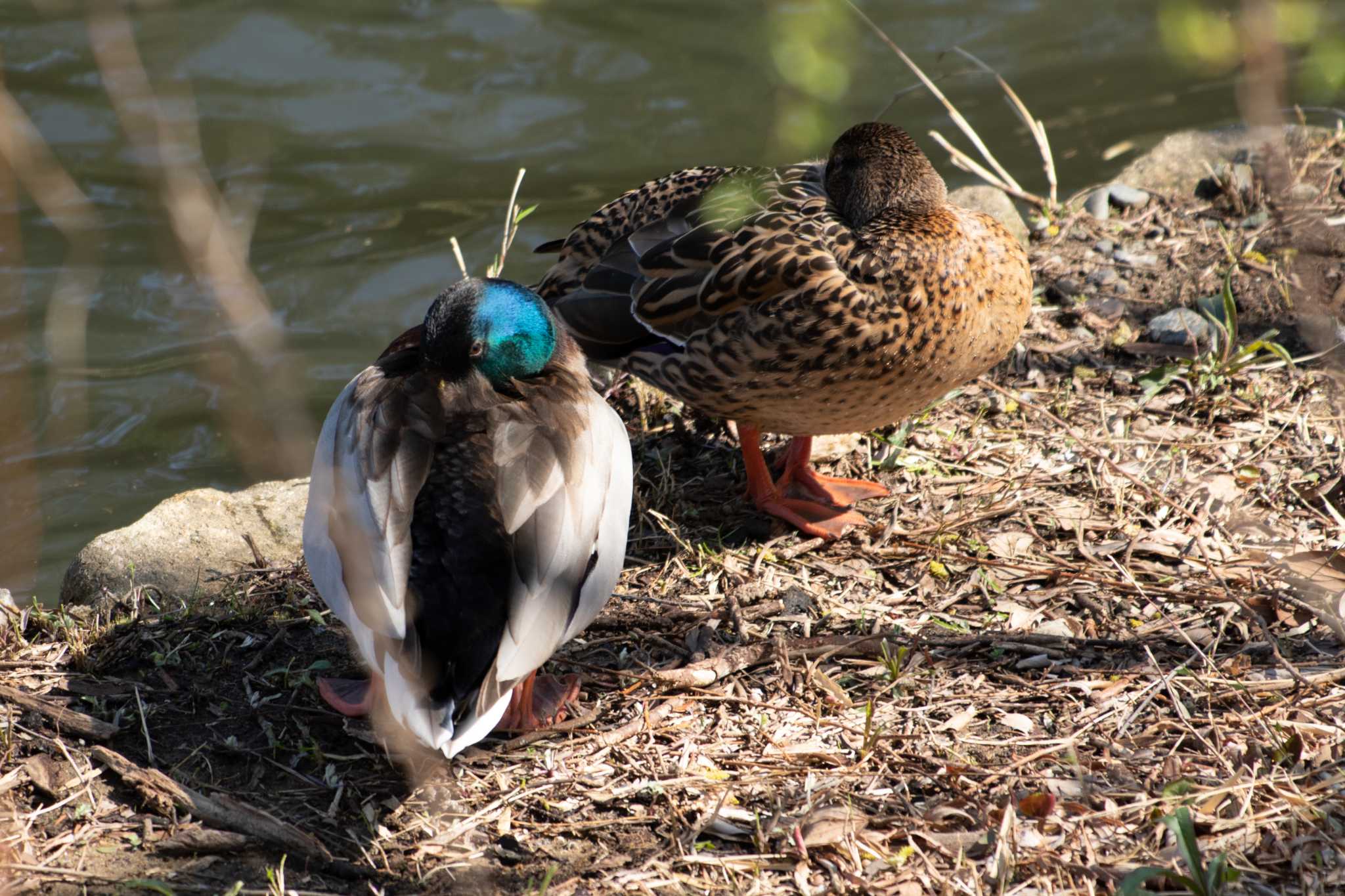 Mallard