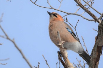 2021年3月12日(金) 円山公園の野鳥観察記録