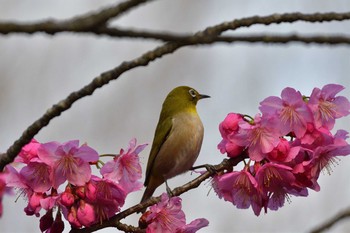 メジロ 長浜公園 2021年3月18日(木)