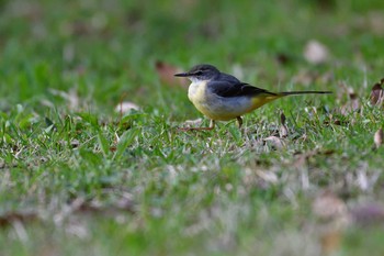 キセキレイ 長浜公園 2021年3月18日(木)