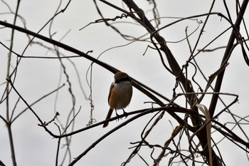 モズ 長浜公園 2021年3月18日(木)