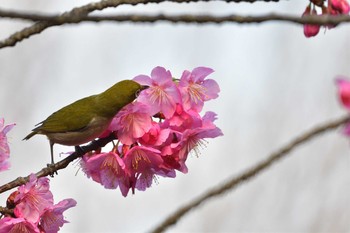 メジロ 長浜公園 2021年3月18日(木)