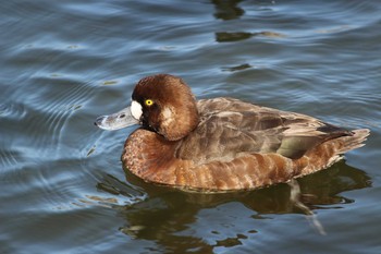 2021年3月18日(木) 石神井公園の野鳥観察記録