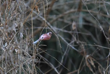 ベニマシコ 岐阜県 2017年2月3日(金)