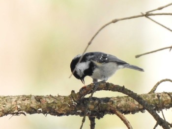 2021年3月15日(月) 十勝地方 新得山の野鳥観察記録