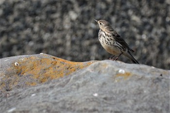 Thu, 3/11/2021 Birding report at 多摩川二ヶ領宿河原堰