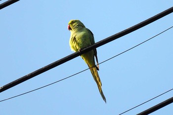 ワカケホンセイインコ 仙川 2021年3月18日(木)