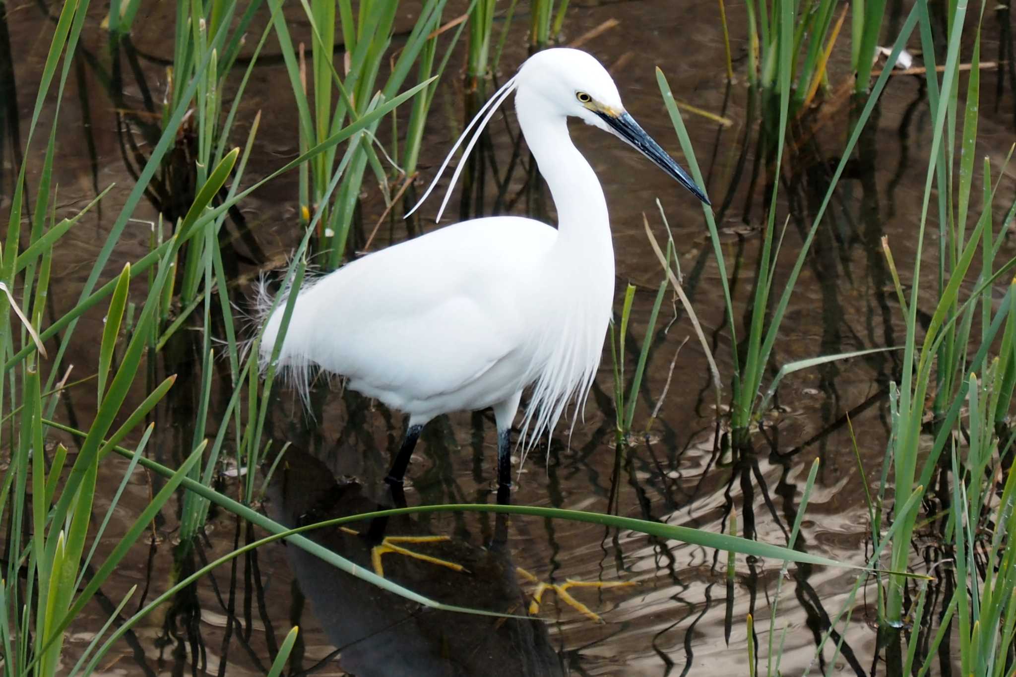 Photo of Little Egret at 仙川 by ぴくるす