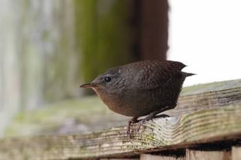 Eurasian Wren 愛知県 Thu, 3/18/2021