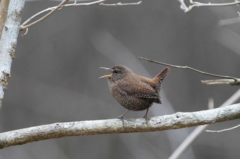 Eurasian Wren 愛知県 Thu, 3/18/2021